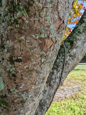 Bark